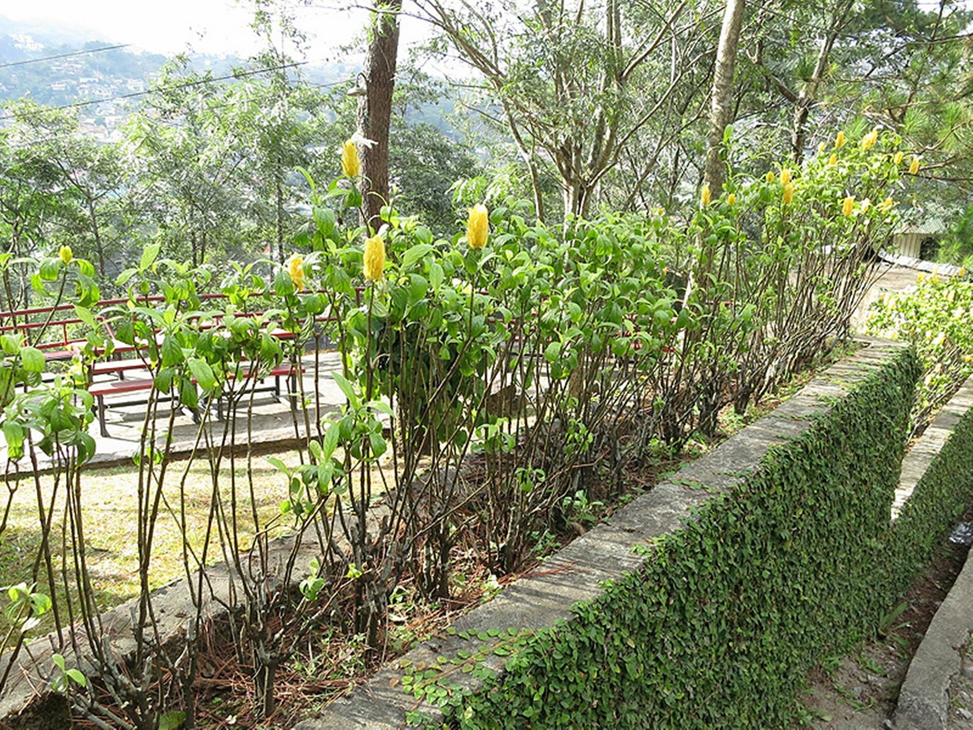 Pine Breeze Cottages Baguio City Zewnętrze zdjęcie